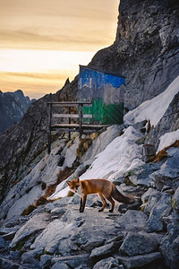 狐狸在日落时分在HightTatra山图片