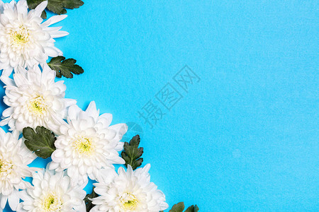 蓝色背景的白花平坦的躺下背景图片