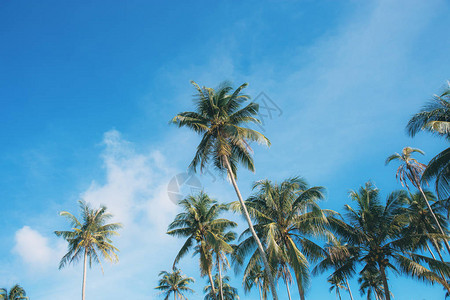 海滩上的椰子树天空色彩斑斓图片