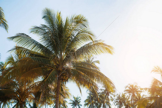 与阳光在天空的椰子树图片
