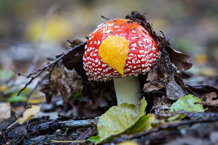 秋天森林里的好飞木耳蘑菇图片