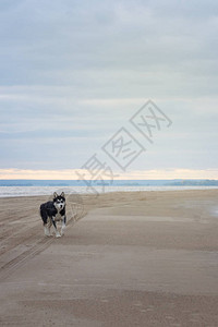 这只狗沿着海滩的岸边跑来去美图片