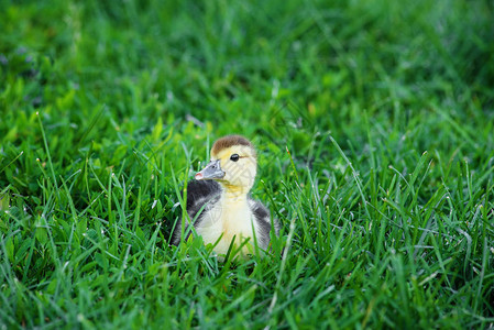 可爱的小鸭子好奇地坐在绿草中坐在绿草上的图片