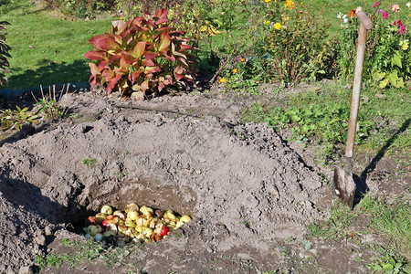 秋季花园概念中的季节工作堕落的烂苹果和坏苹果园丁埋在深坑里苹果图片
