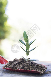 带植物或树苗的花园铲子图片