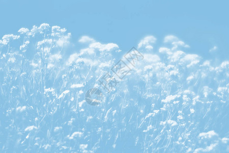 以浅蓝色灰的自然背景为天然背景春时苏里雅萨卡提利斯花朵图片