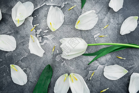 白色花朵和花瓣在灰色背景上的花纹图片