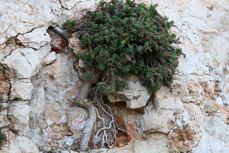 绿色植物在岩石和岩石的艰苦条件下生长其背景图片
