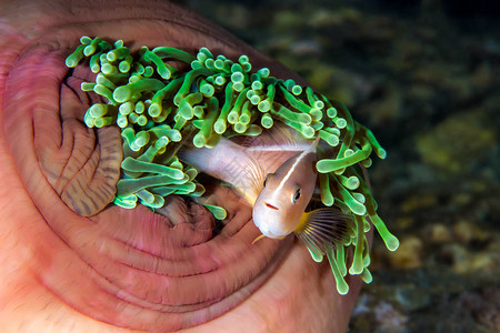 臭鼬AnemonefishAmphiprionephippium壮丽海图片