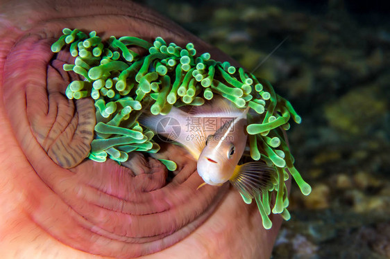 臭鼬AnemonefishAmphiprionephippium壮丽海图片