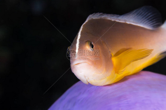 臭鼬AnemonefishAmphiprionephippium壮丽海图片