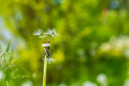 蒲公英种子头的特写镜头蒲公英的蓬松白花图片