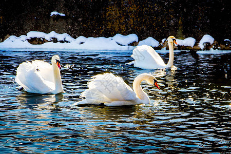 三只天鹅在阳光明媚的冬日沿着水图片
