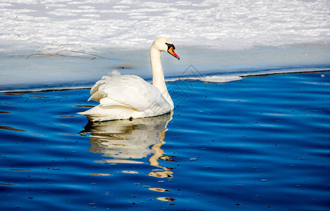 在晴朗的冬日天鹅漂浮在清澈湛蓝的水面上图片