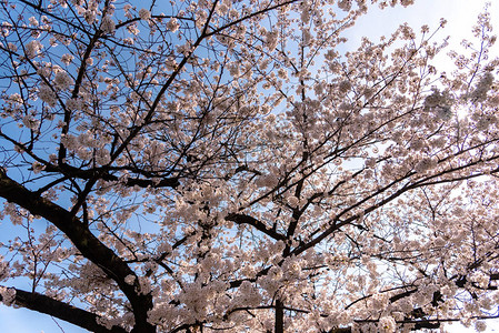 日本东京春季樱花盛开图片