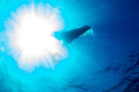 水下阳光下的海狮豹剪影图片