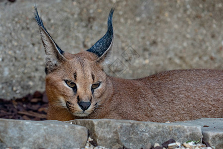 Caracal野猫关闭图片