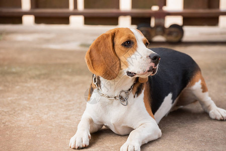 小狗比格犬肖像动物概念图片