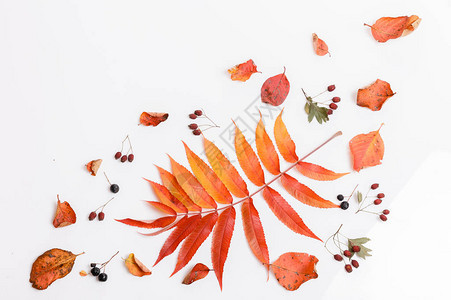 秋季组合物由秋季干燥的多色叶子和苦莓山楂浆果制成图片