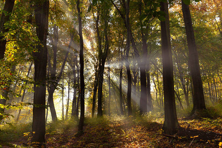 森林的秋色图片