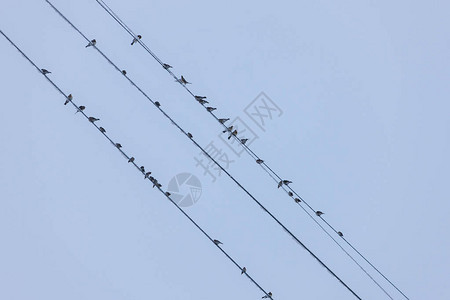 寒冷的冬天电线上的鸟群图片
