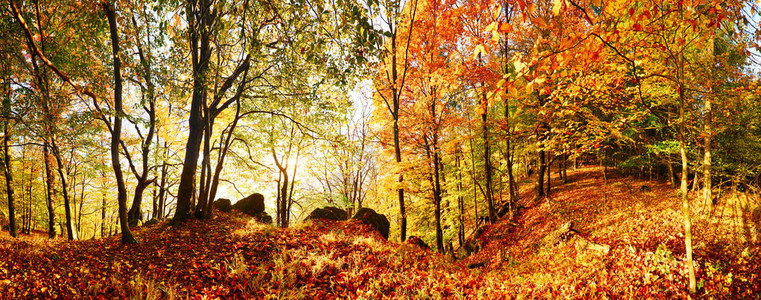 山的秋天森林在日落与太阳图片