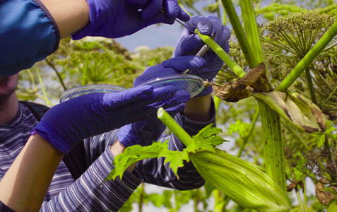 近身的男女科学家环境学家探索植物图片