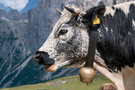 意大利多洛米特人中穿着传统牛图片