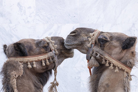 中世纪节日中两个骆驼头的近景背景图片