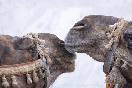 中世纪节日中两个骆驼头的近景背景图片