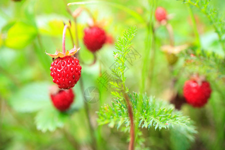森林里的野草莓果酱用的野莓图片