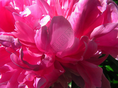 皮子深粉红花瓣的宏观镜头照片背图片