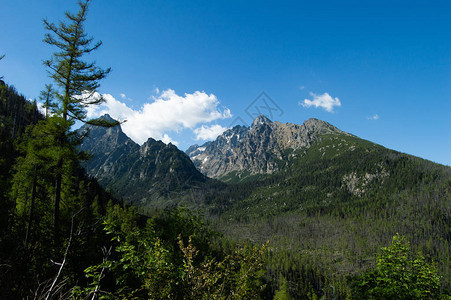 松树和落基山脉在明亮的阳光下图片