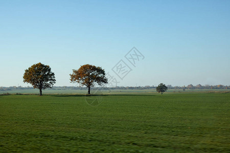 在蓝天下的绿色田野上美化三棵树图片