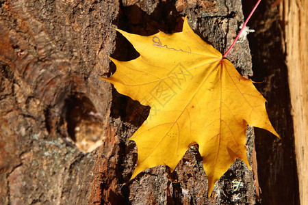 在木材纹理的黄色秋天叶子图片