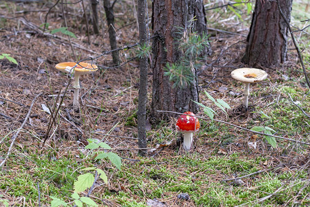 红蘑菇鹅膏菌家族图片