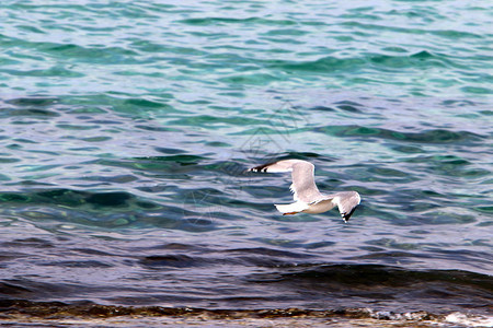 以色列北部地中海岸的鸟位图片