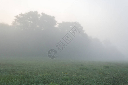 夏日早晨农场晨雾中的牧场和树木图片