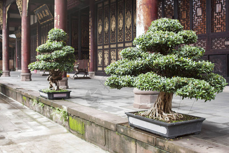 盆栽植物小松树图片