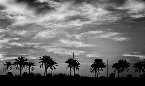埃及的棕榈树日落光影之景图片