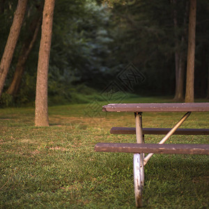 风化的野餐桌和森林长凳草地上的旧木野餐桌和长凳风景秀丽的野餐区附近可以看到高大的树木图片