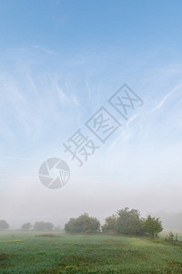 清晨的薄雾和树木中有蓝图片