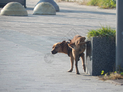 狗在城市里小便标志着领土图片