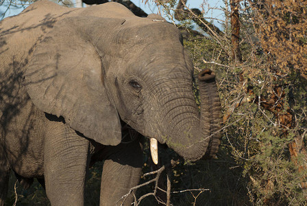 非洲大象吃东西南非图片