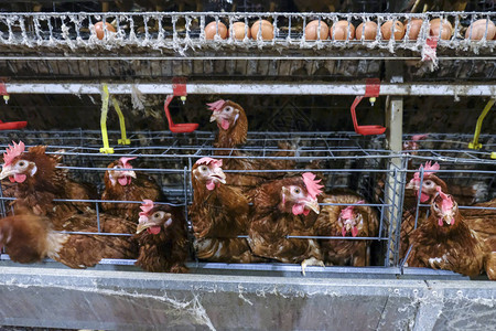 某家禽养殖场鸡蛋多级生产线输送生产线蛋鸡养殖场农业技术设备有限的景深图片