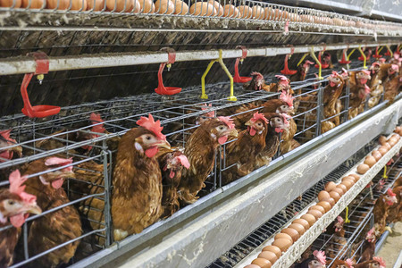 某家禽养殖场多级生产线输送生产线蛋鸡养殖场农业技术设备有限的景深图片