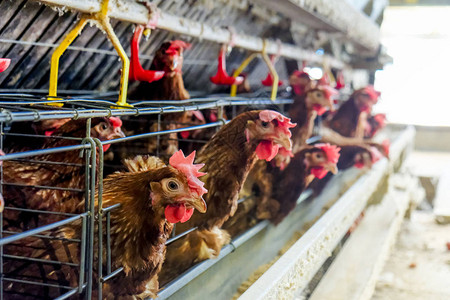 某家禽养殖场多级生产线输送生产线蛋鸡养殖场农业技术设备图片