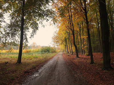 美丽的秋天色彩的森林景观图片