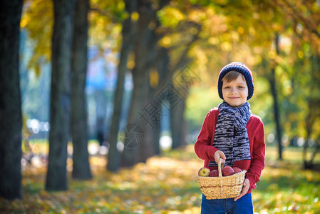 孩子在秋天摘苹果小男孩在苹果树园玩耍孩子们在篮子里采摘水果蹒跚学步的孩子在秋季收获时吃水果孩子们的户外乐趣背景图片
