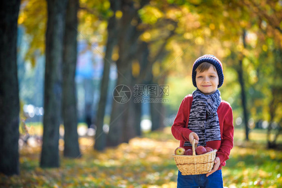 孩子在秋天摘苹果小男孩在苹果树园玩耍孩子们在篮子里采摘水果蹒跚学步的孩子在秋季收获时吃水果孩子们的户外乐趣图片